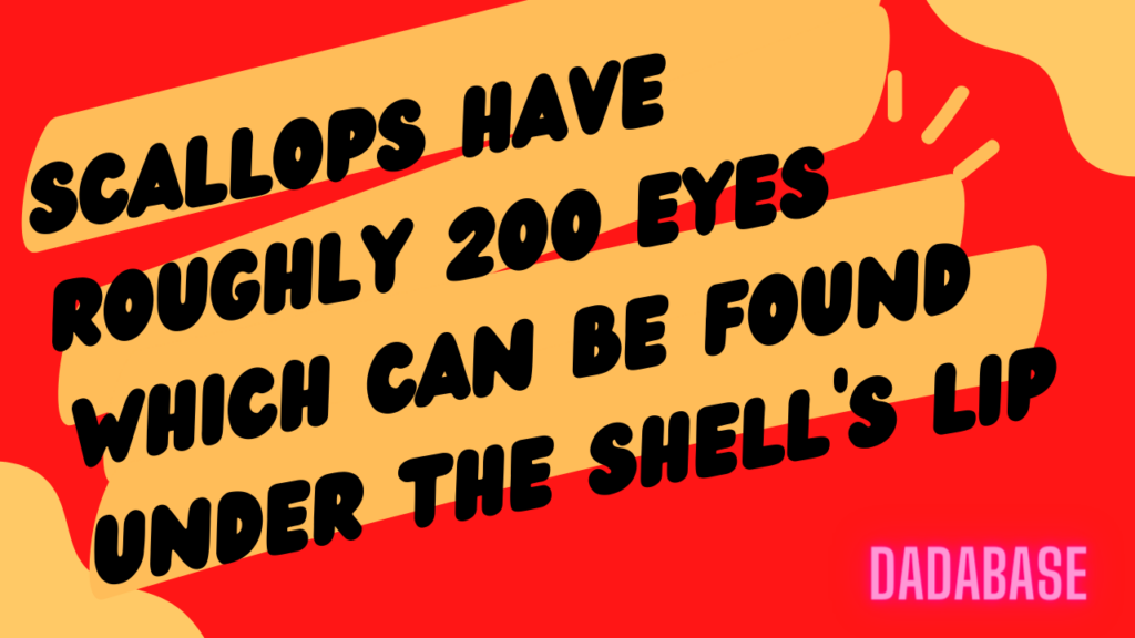 Scallops have roughly 200 eyes which can be found under the shells lip.