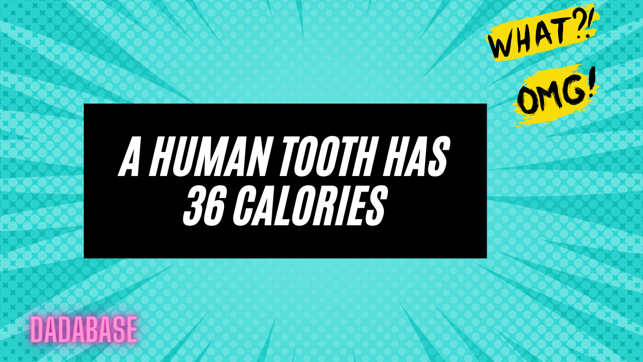 A human tooth has 36 calories