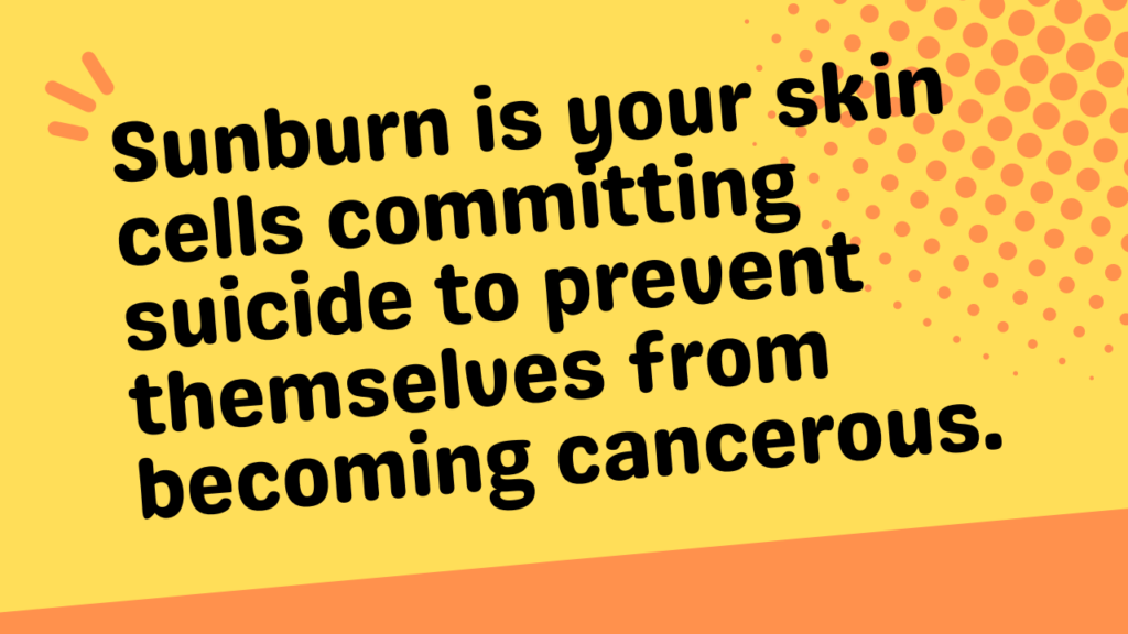 sun burn is your skin cells committing suicide to prevent themselves from becoming cancerous